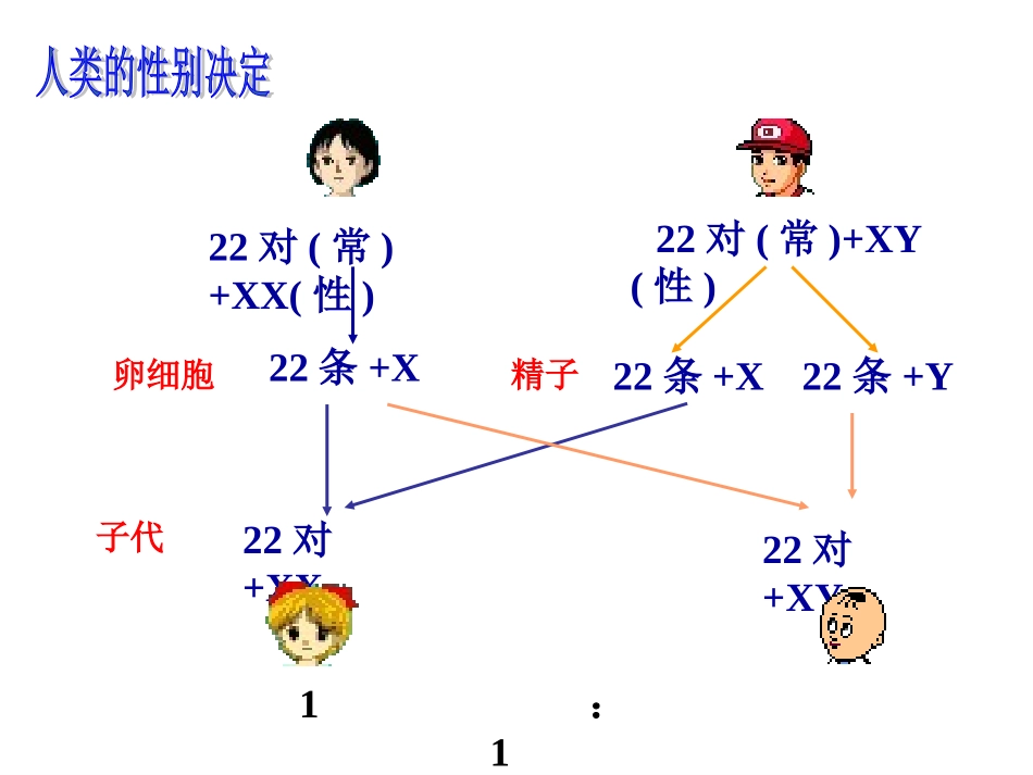 2016一轮复习性别决定和伴性遗传_第2页