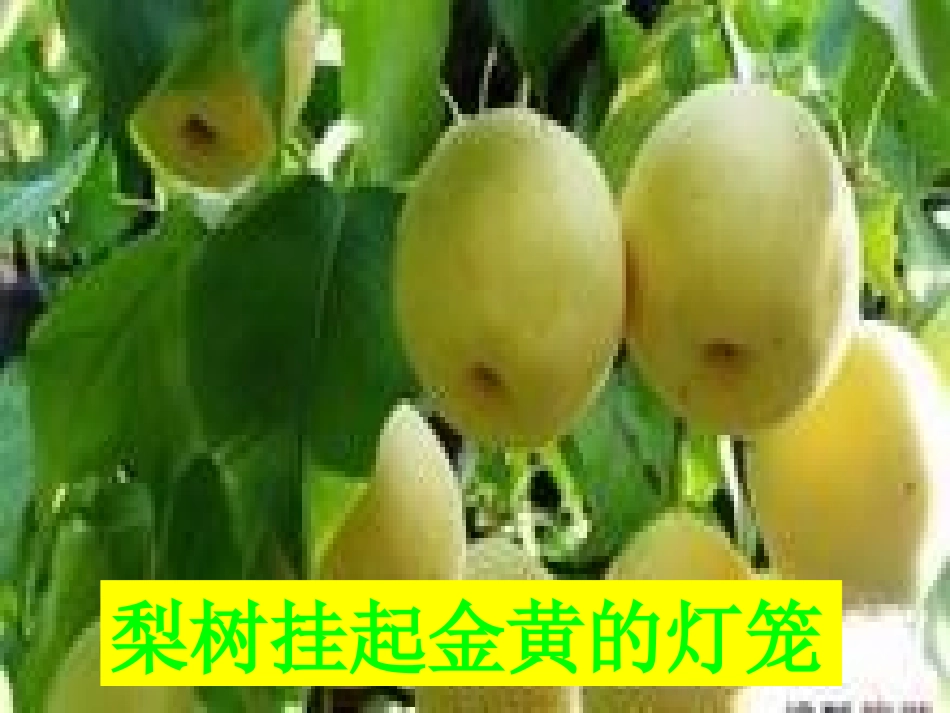 秋天的图画PPT课件 (3)_第3页