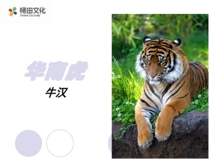 《华南虎》教学5