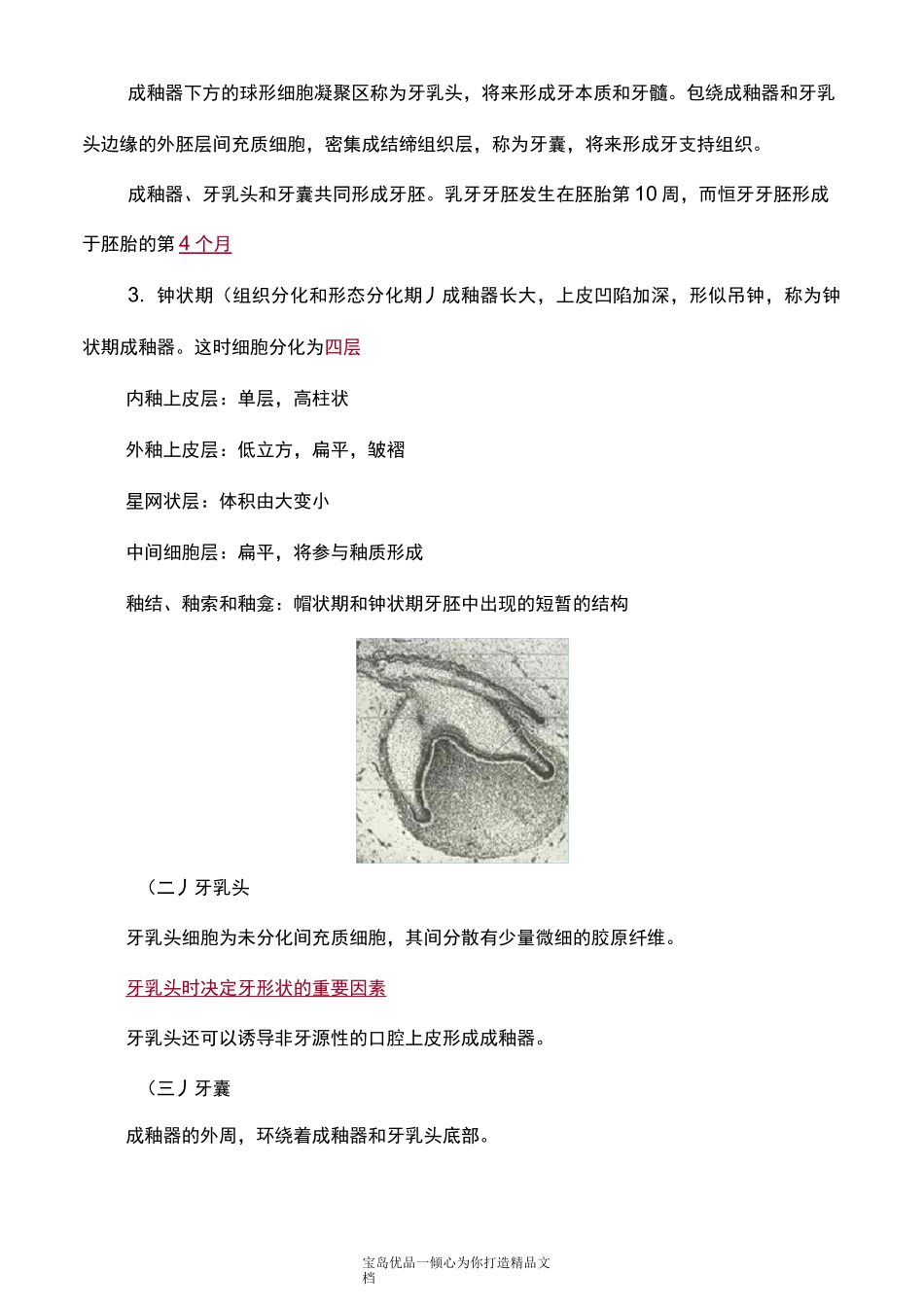 口腔组织病理学—牙的发育_第3页