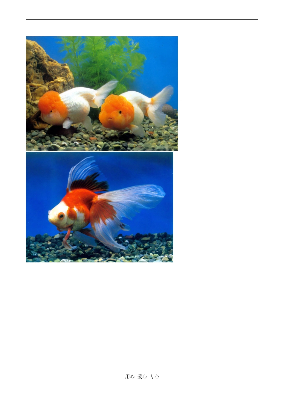 高中英语Unit14 Zoology文章 fishes人教版第三册_第3页