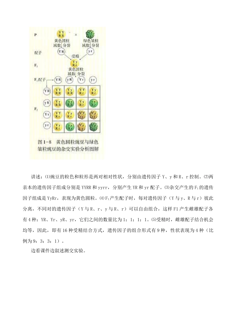 新人教版高中生物必修2孟德尔的豌豆杂交实验（二）_第3页
