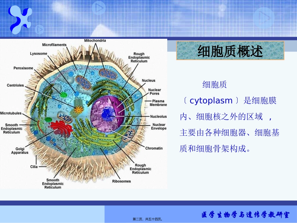 (细胞质)全解 生物教学课件_第2页