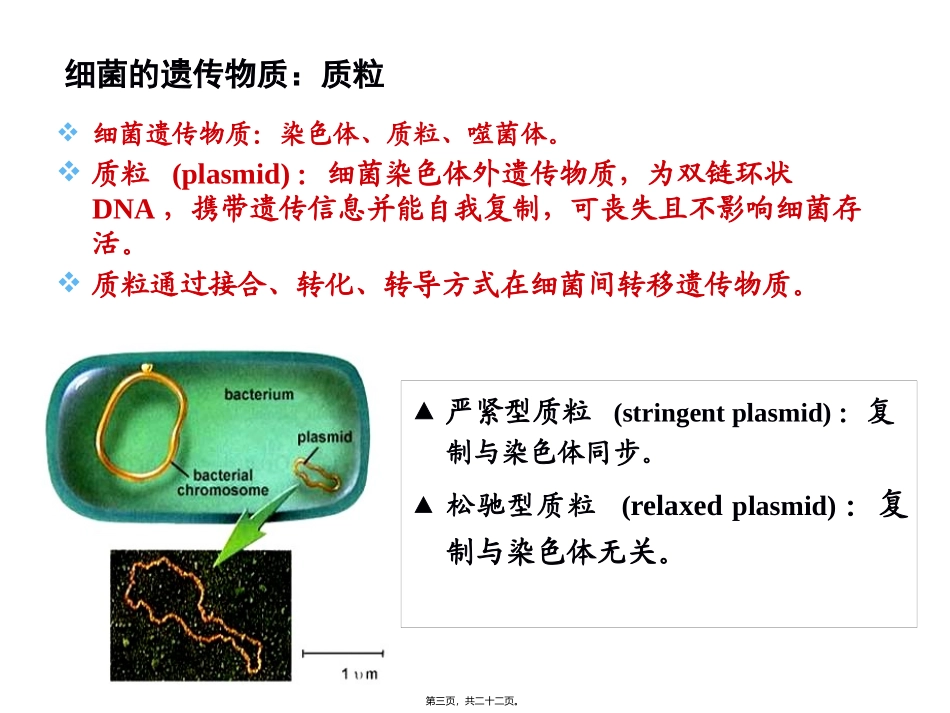 3版第2章细菌的遗传与变异 培训教学课件_第3页