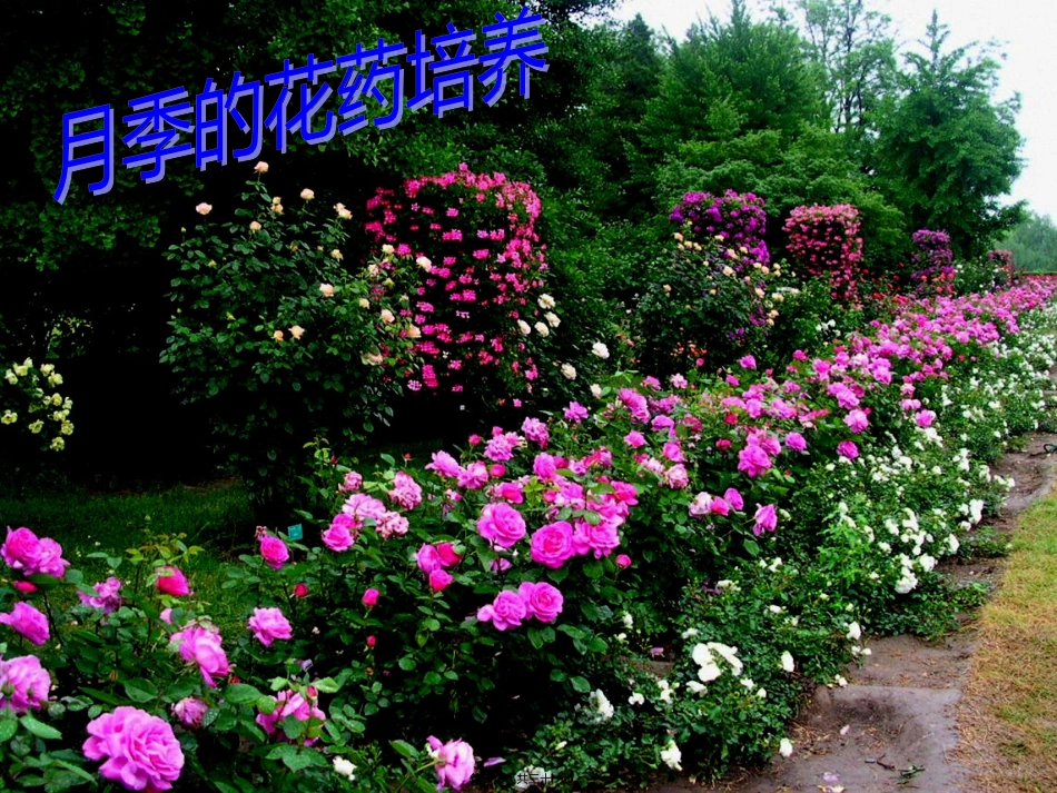 [高二理化生] 月季花药培养 教学课件_第1页
