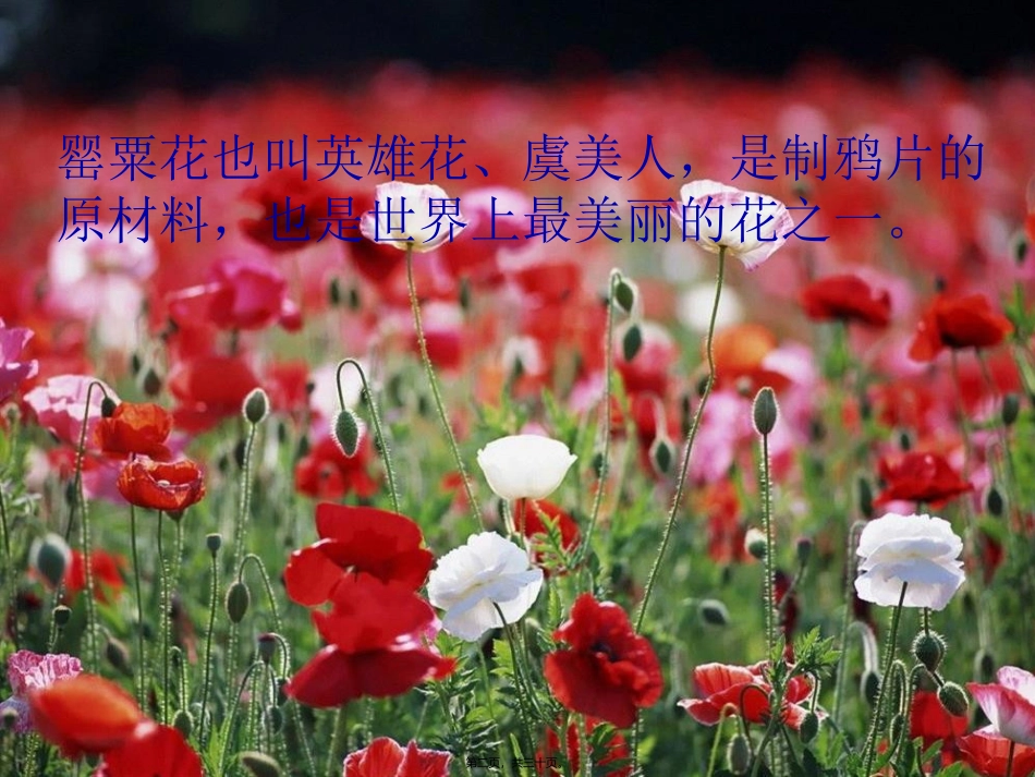 “健康人生-绿色无毒”培训讲座课件_第2页