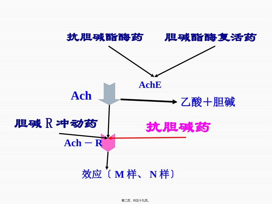第八章抗胆碱药 医学教学课件_第2页