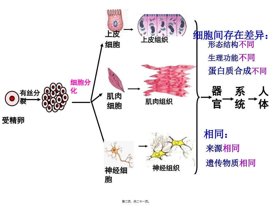 第二节 细胞的分化 教学课件_第2页