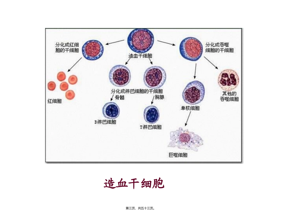 第二节细胞的分化医学教学课件_第3页