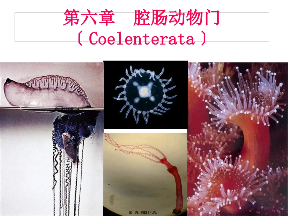 第六节腔肠动物门(Coelenterata) 医学教学课件_第1页