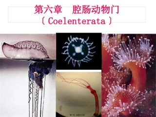 第六节腔肠动物门(Coelenterata) 医学教学课件