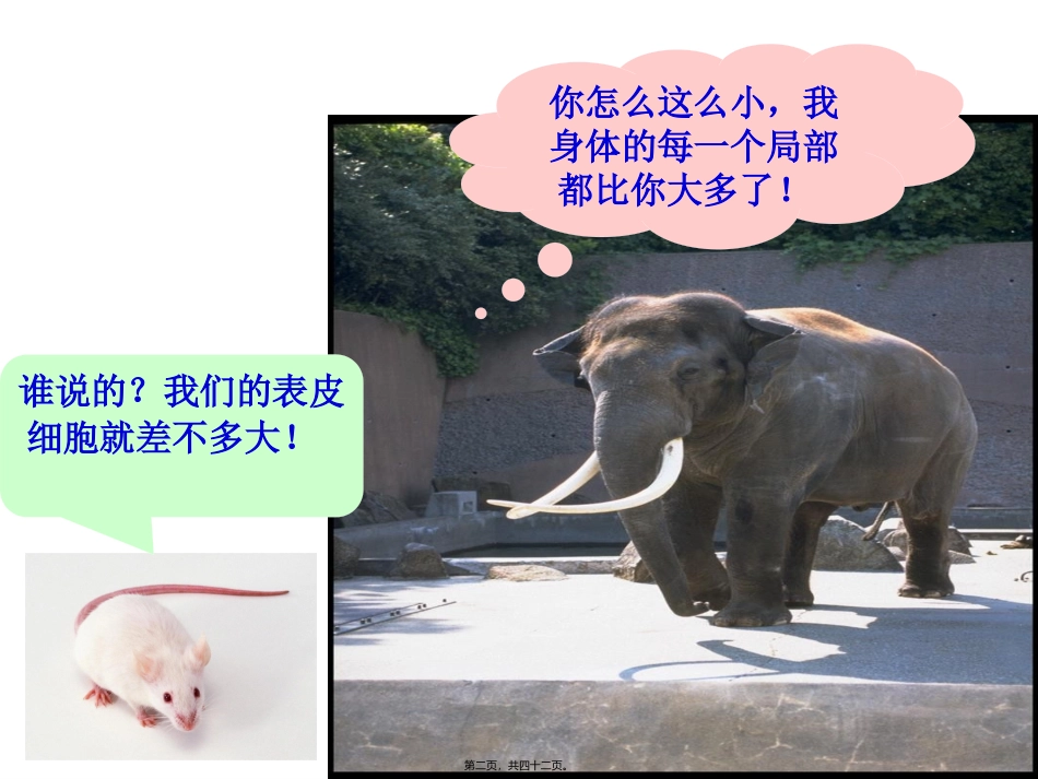 第六章  细胞的生命历程  生物教学课件_第2页