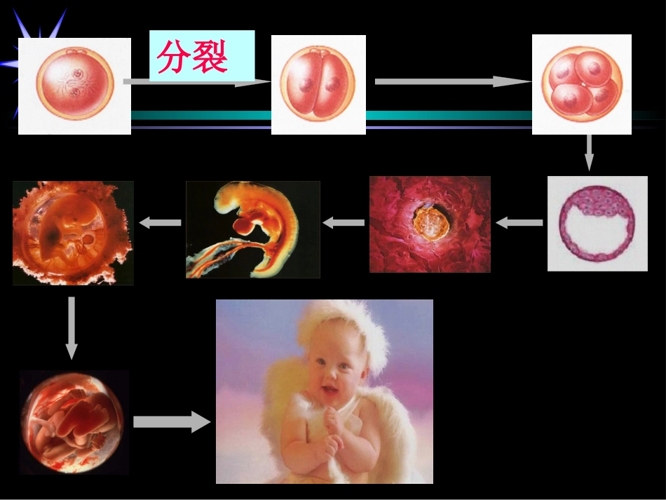 第六章  细胞的生命历程细胞分化 生物教学课件_第2页