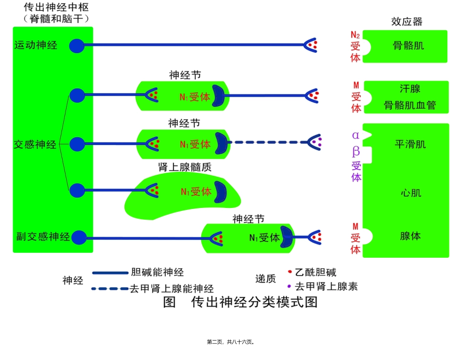 第六章拟副交感神经药 医学教学课件_第2页