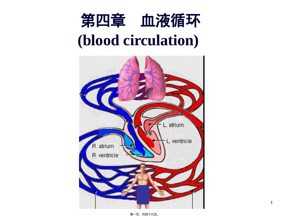 第四章  血液循环 教学医学课件_第1页