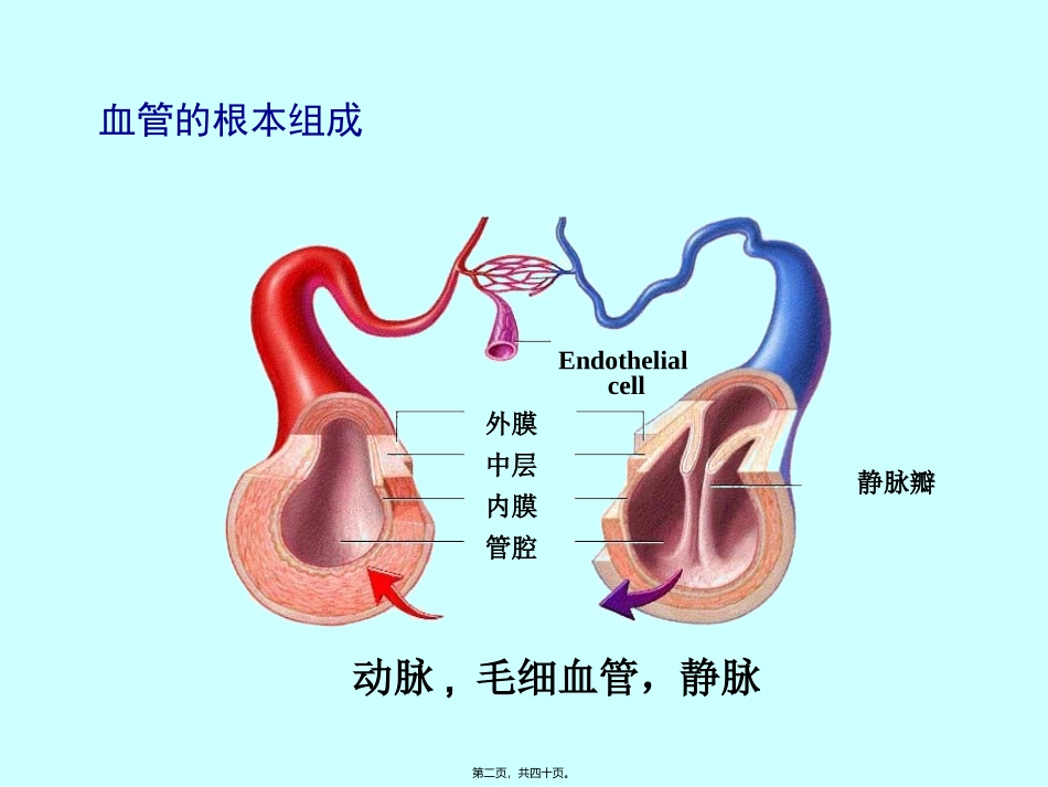 第四章  血液循环 血管生理 医学教学课件_第2页