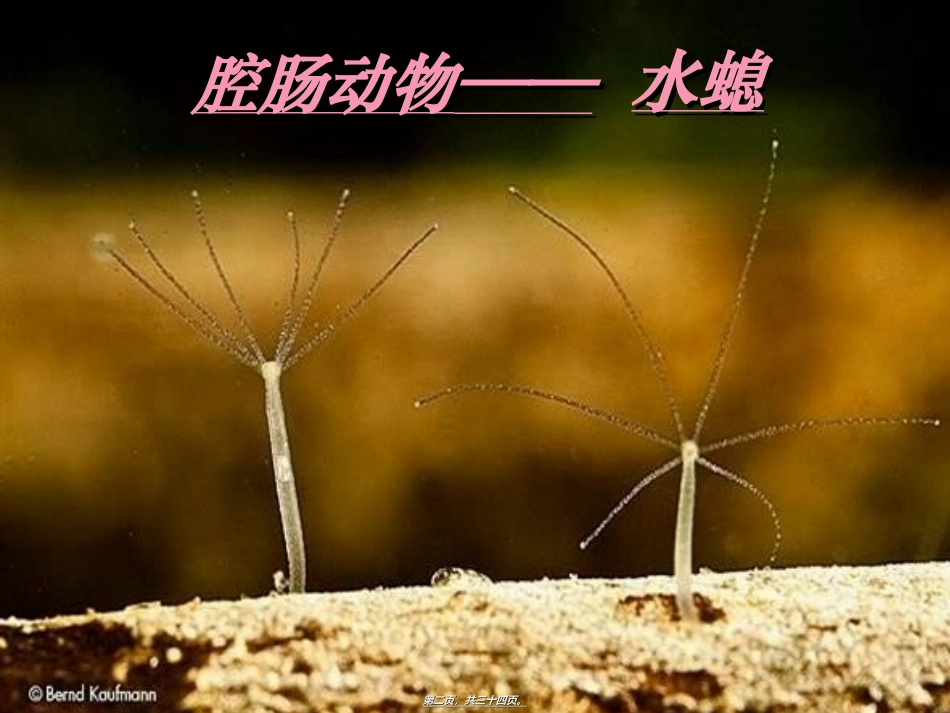 第五单元第一章第一节腔肠动物和扁形动物(共31张PPT) 教学课件_第2页