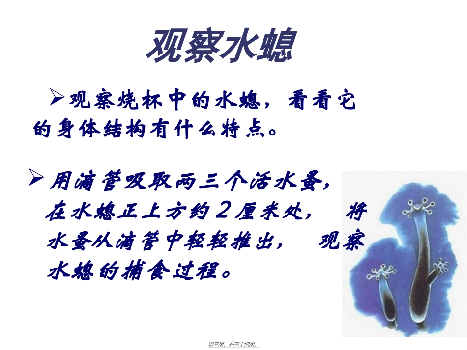 第五单元第一章第一节腔肠动物和扁形动物(共31张PPT) 教学课件_第3页