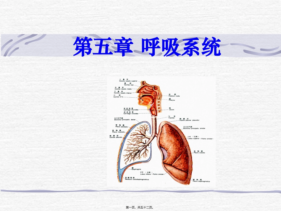 第五章 呼吸系统 教学课件_第1页