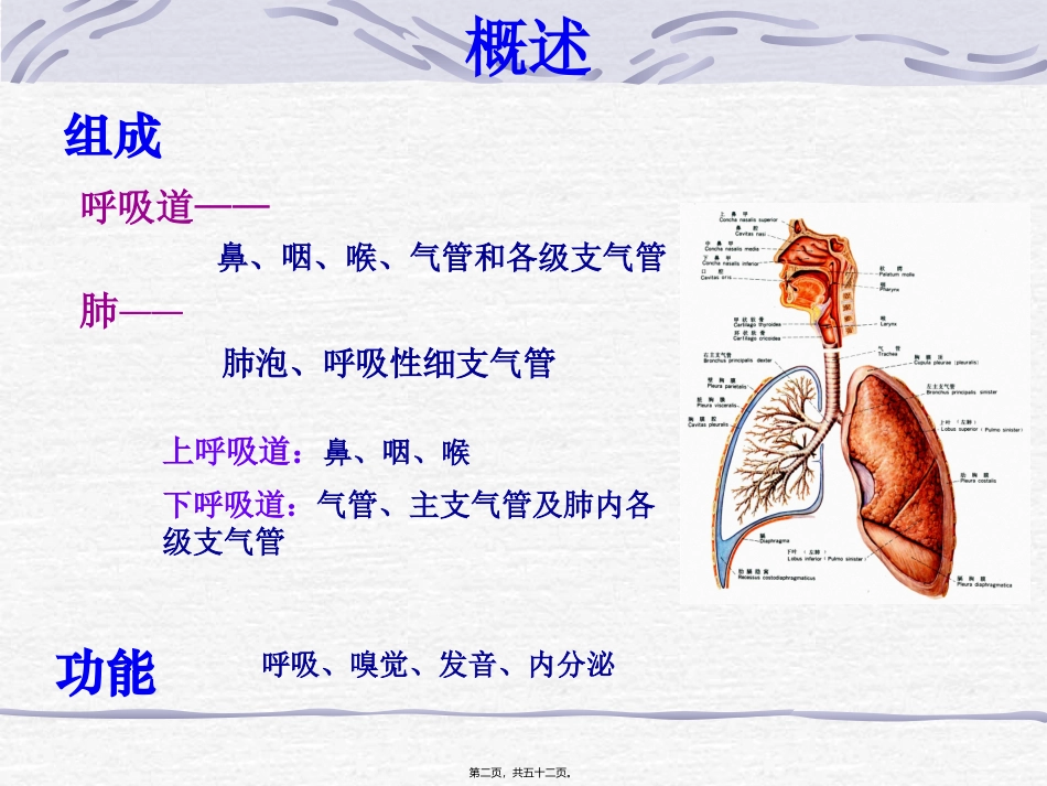 第五章 呼吸系统 教学课件_第2页