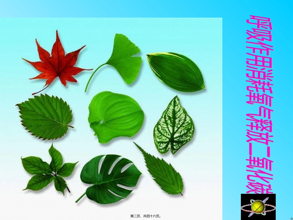 第五章第二节呼吸作用消耗氧气释放二氧化碳 医学教学课件_第2页