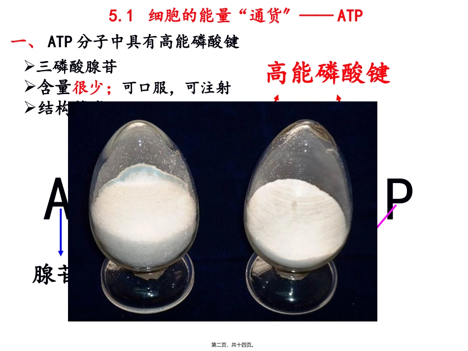 第五章第二节细胞的能量“通货”——ATP 教学额课件_第2页