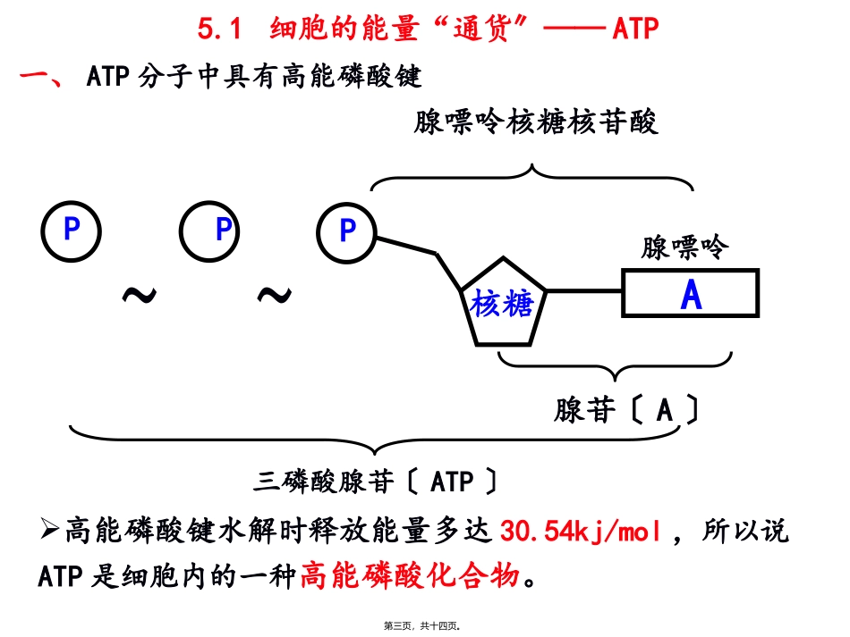 第五章第二节细胞的能量“通货”——ATP 教学额课件_第3页