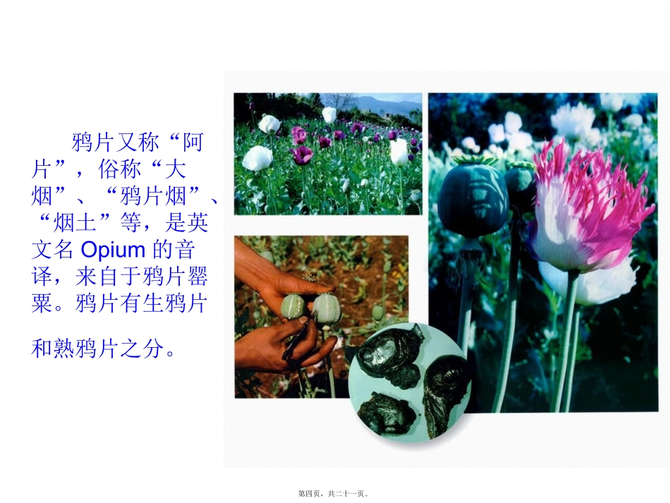 “珍爱生命-远离毒品”初中主题班会_第3页