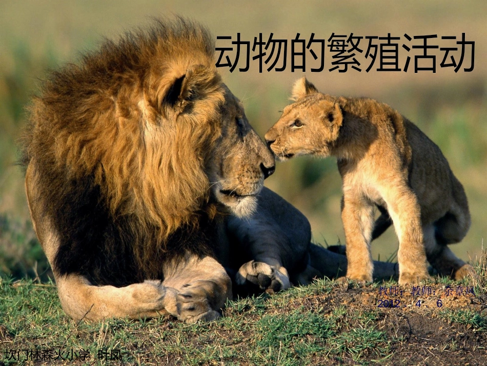 动物的繁殖活动 教学课件_第1页