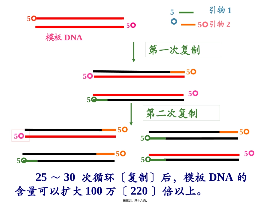 第五章第三节血红蛋白的提取及分离 医学教学课件_第3页