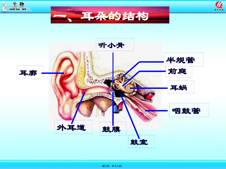 第一节 人体对外界环境的感知 教学课件_第3页