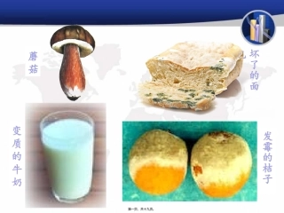第一节细菌和真菌的分布生物教学课件