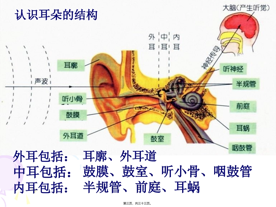 《耳和听觉》(正式上课用)教学课件_第3页