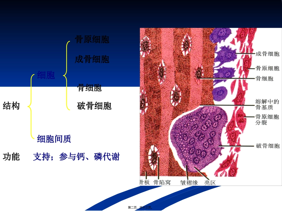 骨组织 医学教学课件_第2页