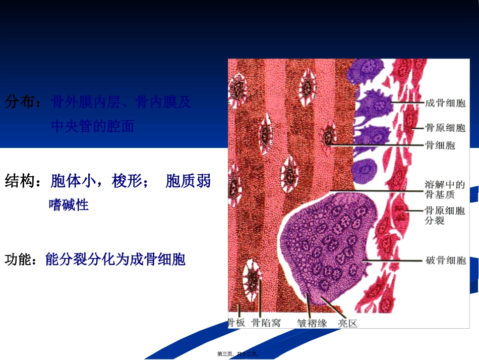 骨组织 医学教学课件_第3页