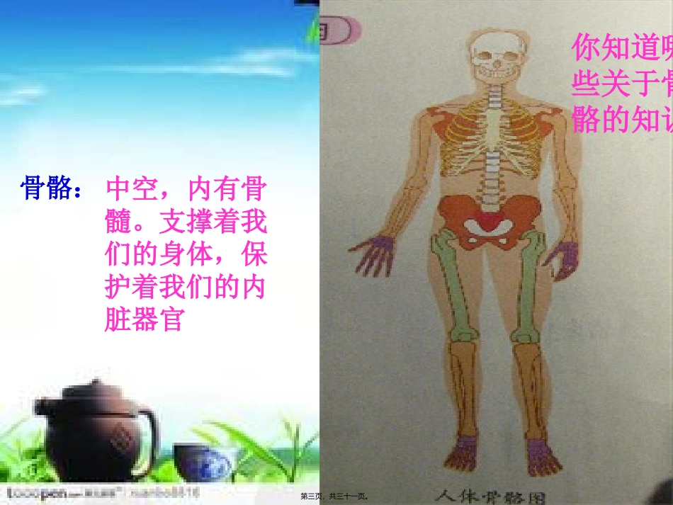 骨骼关节和肌肉 医学教学课件_第3页