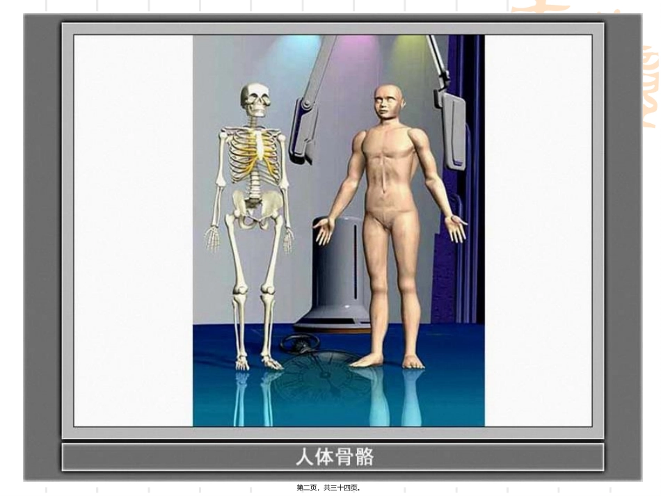 骨骼关节肌肉 教学课件_第2页