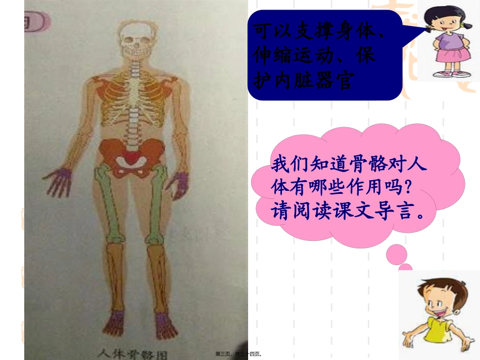 骨骼关节肌肉 教学课件_第3页