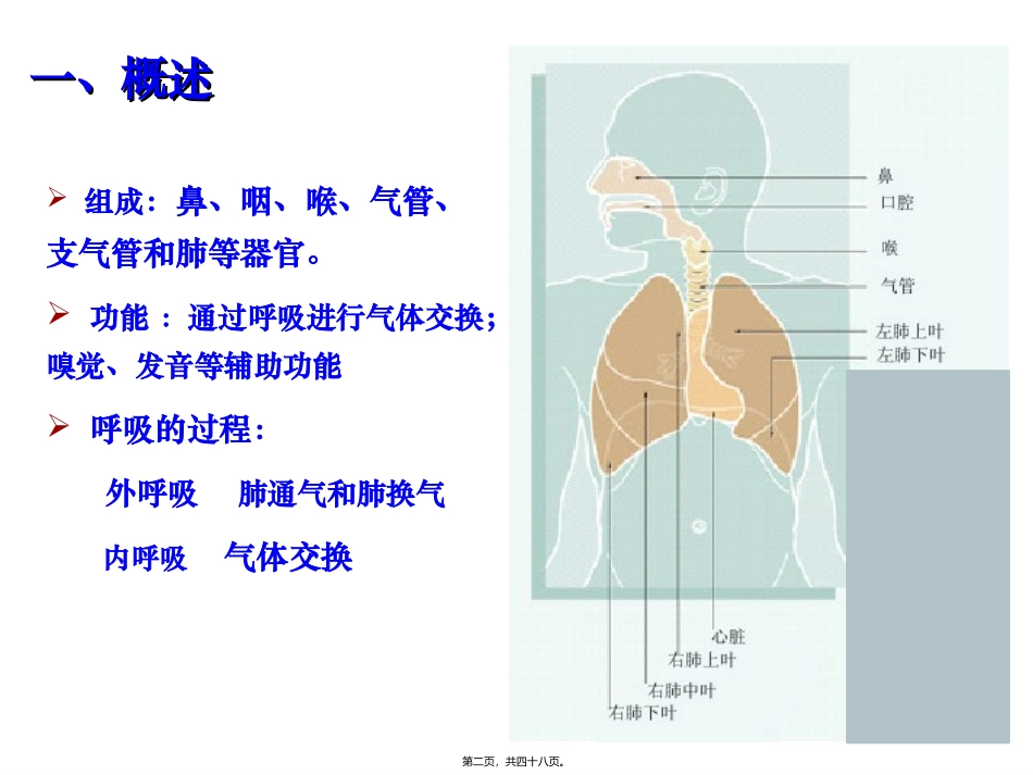 呼吸系统皮肤 医学教学课件_第2页