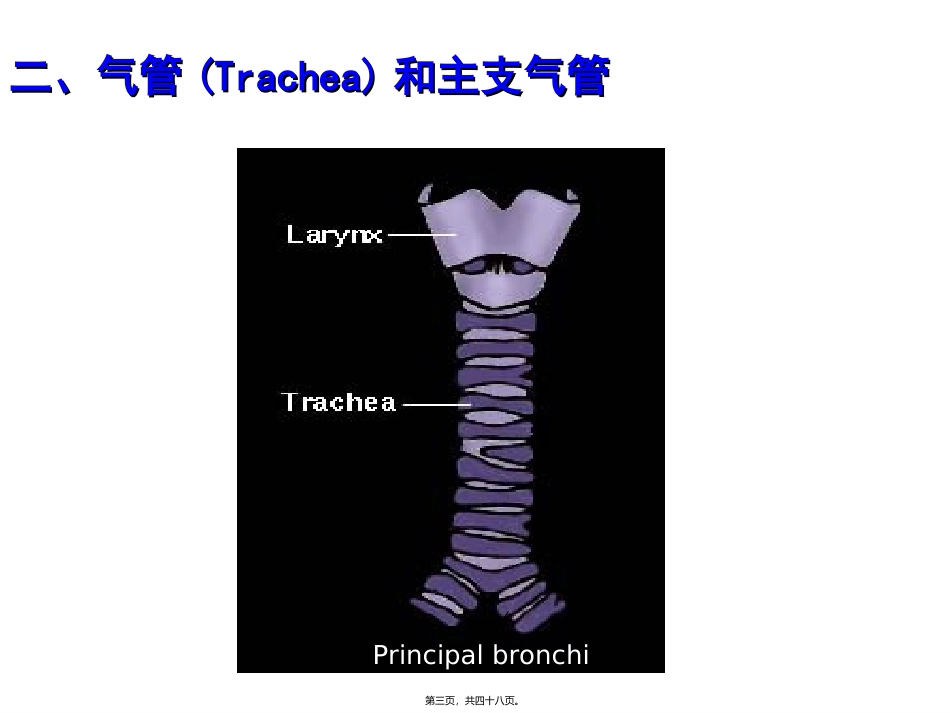 呼吸系统皮肤 医学教学课件_第3页