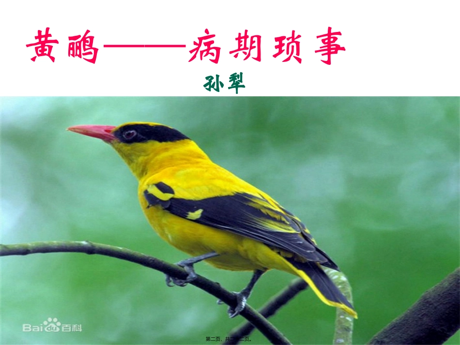 《黄鹂——病期琐事》语文教学课件_第2页