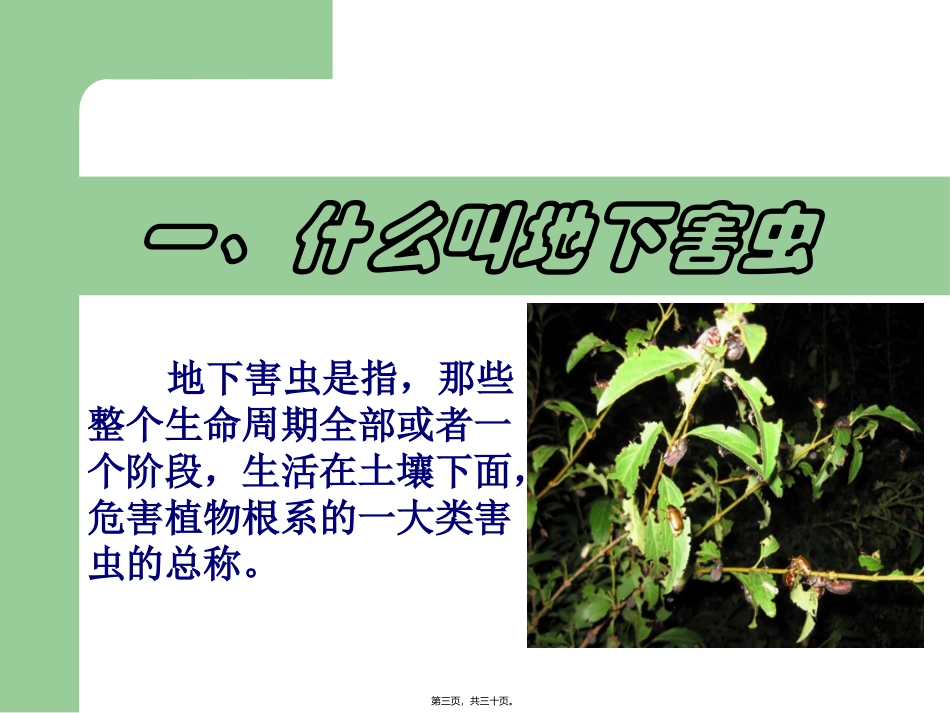 地下害虫调查_第3页
