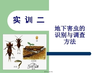 地下害虫调查