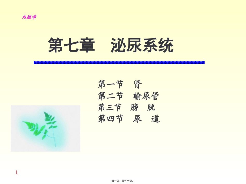 6-泌尿系统_第1页