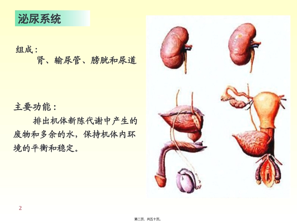 6-泌尿系统_第2页
