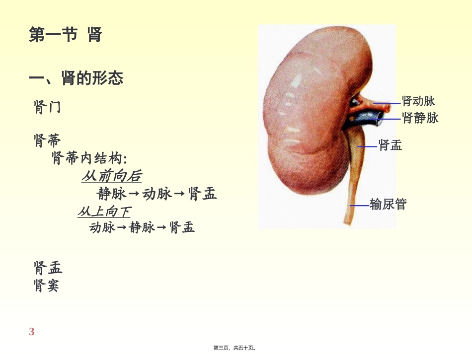 6-泌尿系统_第3页