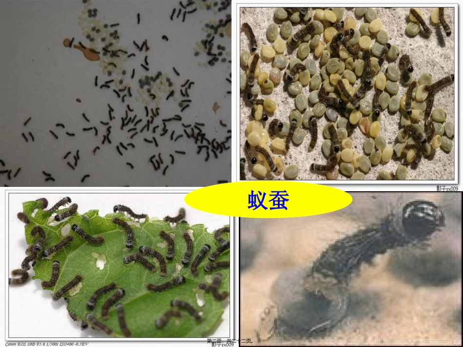 教学课件 蚕的生命周期_第2页