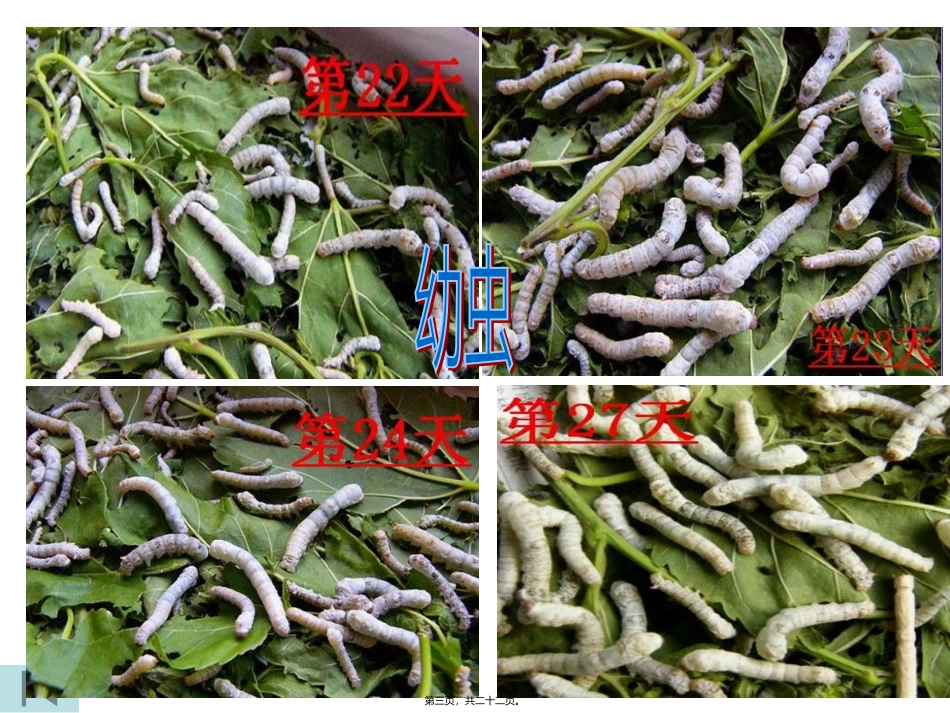 教学课件 蚕的生命周期_第3页