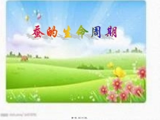 教学课件 蚕的生命周期