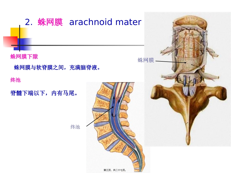 6-脑和脊髓的被膜、血管及脑脊液_第3页